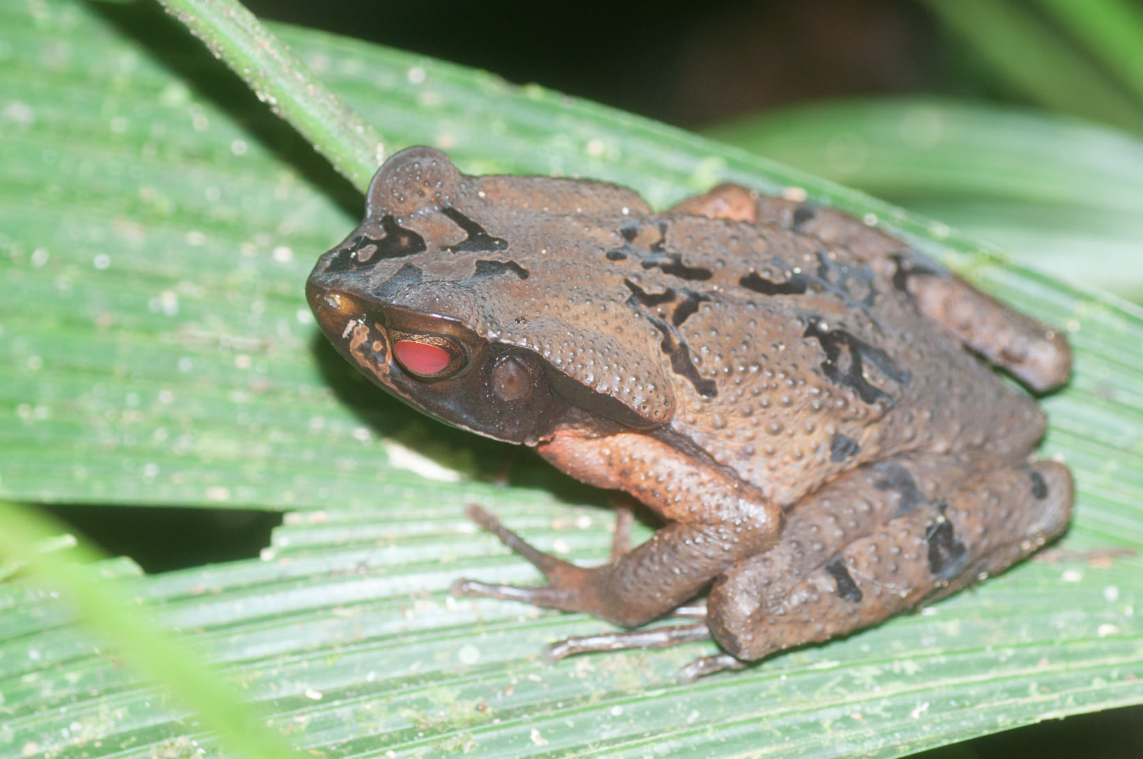 Leaf Litter Toad at Tesoro Escondido